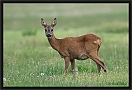 ree _MG_2337
